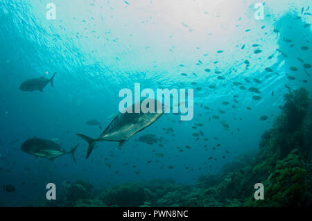 Giant Trevally, Caranx ignobilis, Boo Boo Windows Tauchplatz, Insel, Misool, Raja Ampat, West Papua, Indonesien Stockfoto