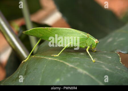 Gum Leaf Katydid, (Torbia viridissima) Stockfoto