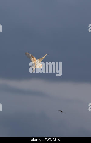 Portrait Erfassung von Sonnenbeschienenen Schleiereule (Tyto alba) im Himmel, mitten in der Luft darstellen, Flügel angehoben. Eule im Flug durch im Abstand schlucken, gegen den blauen Himmel sah. Stockfoto