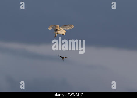 Stalleule (Tyto alba) am Himmel, in der Luft, Flügel angehoben. Eule im Flug von Schwalbe in der Ferne beobachtet, gegen blauen Himmel. Stockfoto