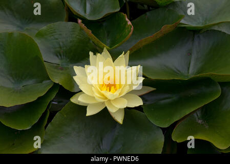 Gelbe Seerosen, Nymphaea sp., Blüte unter üppigen Blätter auf einen Garten Teich im Sommer, Berkshire, August Stockfoto