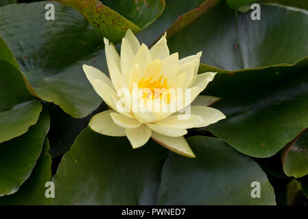 Gelbe Seerosen, Nymphaea sp., Blüte unter üppigen Blätter auf einen Garten Teich im Sommer, Berkshire, August Stockfoto