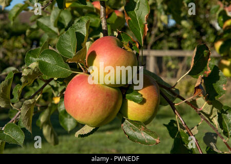 Reif Bramley, gelbe und rote Äpfel am Baum auf einem frühen Ende Sommer morgen, Berkshire, September Stockfoto