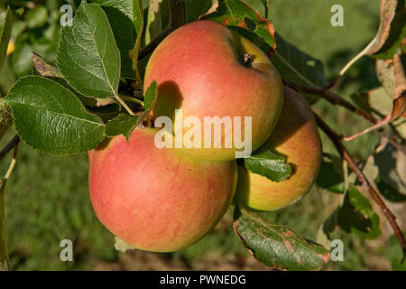 Reif Bramley, gelbe und rote Äpfel am Baum auf einem frühen Ende Sommer morgen, Berkshire, September Stockfoto