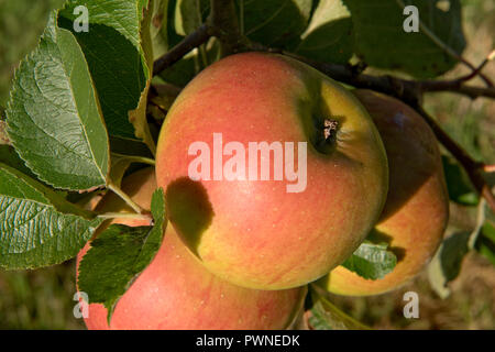 Reif Bramley, gelbe und rote Äpfel am Baum auf einem frühen Ende Sommer morgen, Berkshire, September Stockfoto