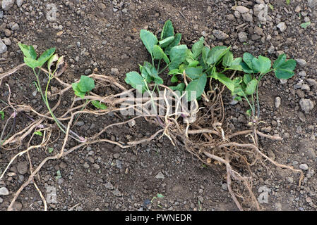 Erdälteste, Aegopodium podagraria, Pflanze aus einem Gemüsebeet, das beprobt wurde, um kriechende rhizomatöse Wurzeln zu zeigen Stockfoto