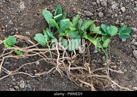 Erdälteste, Aegopodium podagraria, Pflanze aus einem Gemüsebeet, das beprobt wurde, um kriechende rhizomatöse Wurzeln zu zeigen Stockfoto