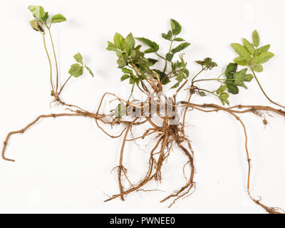 Erdälteste, Aegopodium podagraria, Pflanze aus einem Gemüsebeet, das beprobt wurde, um kriechende rhizomatöse Wurzeln zu zeigen Stockfoto