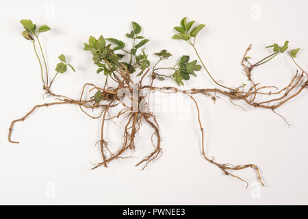 Erdälteste, Aegopodium podagraria, Pflanze aus einem Gemüsebeet, das beprobt wurde, um kriechende rhizomatöse Wurzeln zu zeigen Stockfoto