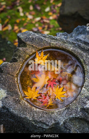 Herbstlaub in Kenrokuen Garten - Kanazawa Stockfoto