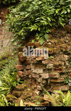 Herbstliche Szenen - Rückkehr in die wilde Natur. Das Äußere eines verlassenen Hauses & Stiftungen im Wald Pflanzen und Blättern bedeckt. Stockfoto