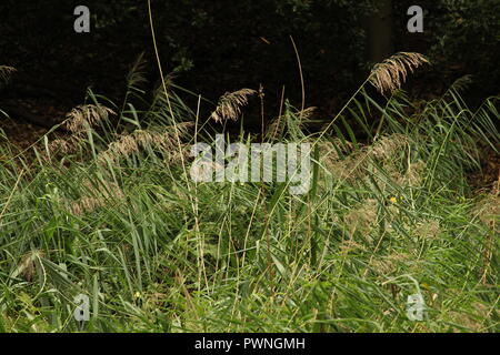 Herbst Szenen - Schilfgras schwankt während der Herbstsaison. Großbritannien, Großbritannien. Stockfoto