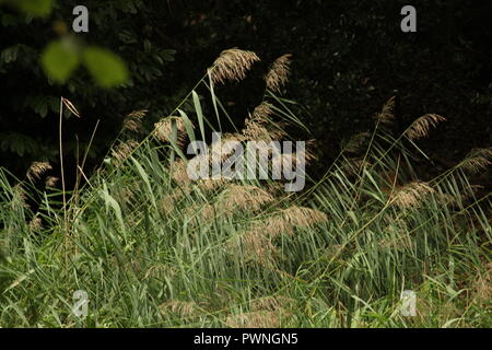 Herbst Szenen - Schilfgras schwankt während der Herbstsaison. Großbritannien, Großbritannien. Stockfoto