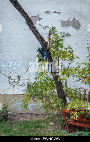 Berlin, Mitte. Bemalte Papier Vögel im Baum im Kinderspielplatz zwischen Gebäuden mit verwitterten alten Mauer Stockfoto