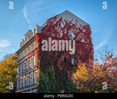 Goldene Bäume & leuchtend rote Blätter von Virginia Creeper gegen Wohnhaus im Herbst in Mitte, Berlin Stockfoto