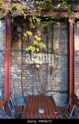 Goldene Laub von Virginia Creeper gegen verwitterte alte Mauer im Herbst in Mitte, Berlin Stockfoto