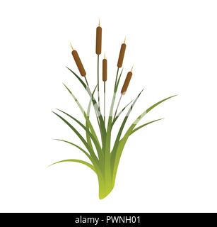 Vektor Cartoon Illustration von Schilf. Cattails auf weißem Hintergrund Stock Vektor