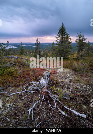 Die malerische Landschaft mit Stumpf und Wurzeln auf der Spitze des Hügels im Herbst Abend in Lappland, Finnland Stockfoto