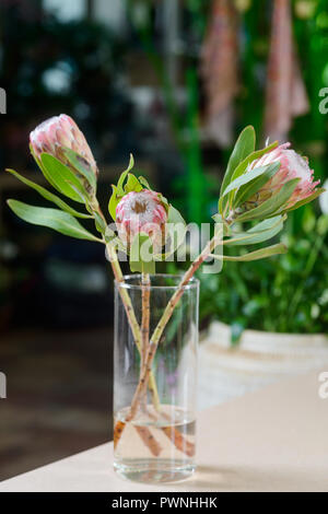 Drei Protea Blumen in Vase Stockfoto