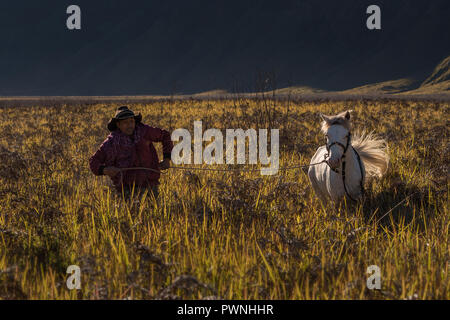 Mann von der Tengger Stamm sein Pferd zähmen auf die Savanne des Mount Bromo Stockfoto