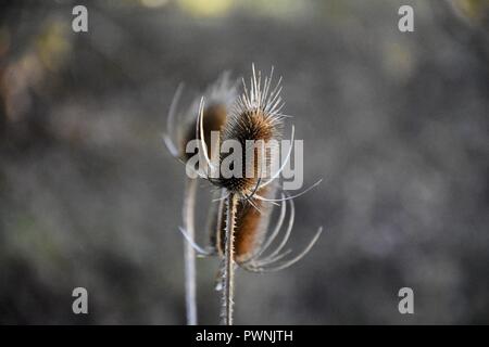 Dipsacus fullonum - Karde - dipsacus Spikey Stockfoto