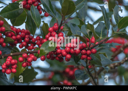 Holly / Ilex Aquifolium Baum mit Beeren in den ersten Strahlen der Morgensonne bedeckt. Für giftige Beeren, Weihnachtsstachelige, Stechpalme, rote Stechpalme. Stockfoto