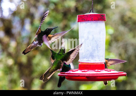 Grüne violetear thalassinus, Colibri, schweben, Vogel aus Berg tropischer Regenwald in Kolumbien, natürlicher Lebensraum, schöne Kolibri, bunten Hintergrund Stockfoto