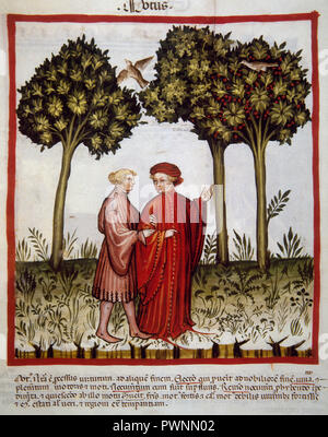 Tacuinum Sanitatis. 14. Jahrhundert. Mittelalterliche Handbuch der Gesundheit. Miniatur, ein Spaziergang in der Natur. Folio 102v. Stockfoto
