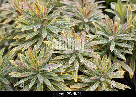 Nahaufnahme von Euphorbia Ascot Regenbogen nach einem Regenschauer, Großbritannien Stockfoto