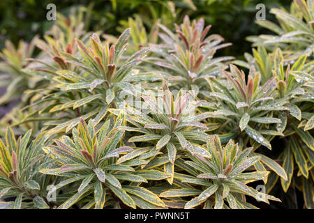 Nahaufnahme von Euphorbia Ascot Regenbogen nach einem Regenschauer, Großbritannien Stockfoto