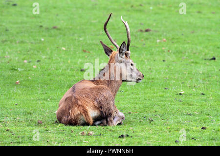 Junge Rothirsch (Cervus elaphus) liegend Stockfoto