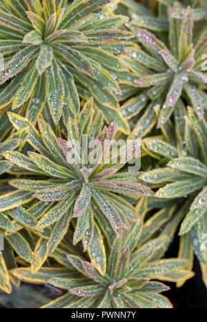 Nahaufnahme von Euphorbia Ascot Regenbogen nach einem Regenschauer, Großbritannien Stockfoto