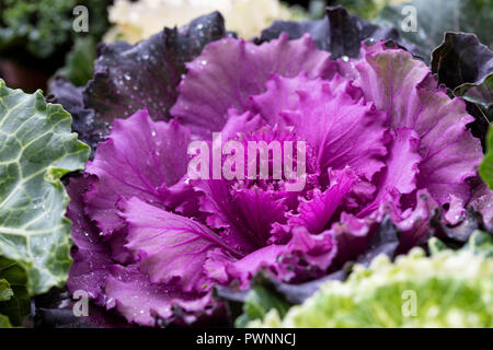 Nahaufnahme von lila Ornamental blühenden Kale - Brassica oleracea. Eine Winterpflanze, die dem Garten Farbe verleiht, England, Großbritannien Stockfoto