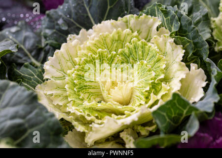 Nahaufnahme von weißem Zierkale/Kohl/Brassica Oleracea. Eine Gartenwinterpflanze. VEREINIGTES KÖNIGREICH Stockfoto