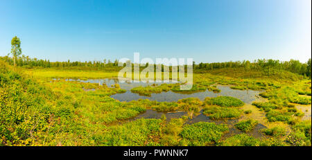 Ein Biber Teich in den Prozess der sich einer ökologischen nacheinander in einem Biber Wiese, Elk Island National Park, Alberta, Kanada Stockfoto