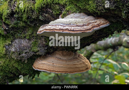 Fomes fomentarius. (Huf Pilz) auch als "Zunder Halterung' Dies ist ein junges Exemplar bekannt. Stockfoto