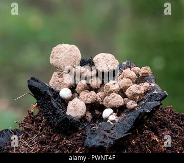 Lycoperdoides Asterophora (pulverförmige Piggyback) einer parasitären Pilz, wächst auf verrottenden Psathyrella Pilze. Stockfoto