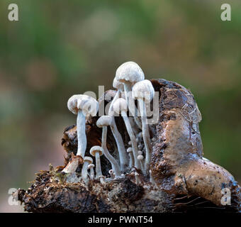 Asterophora parasitica (Silky Piggyback) eine parasitäre Pilze, wächst auf Schwärzung Psathyrella Pilze Stockfoto