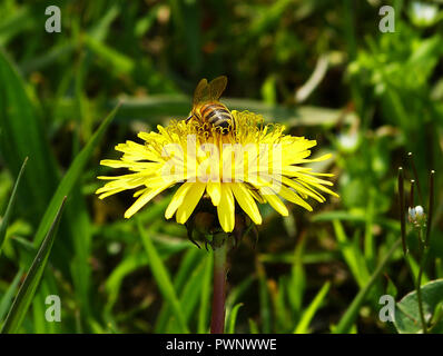 Eine Biene pollinates Eine gelbe Blume Stockfoto