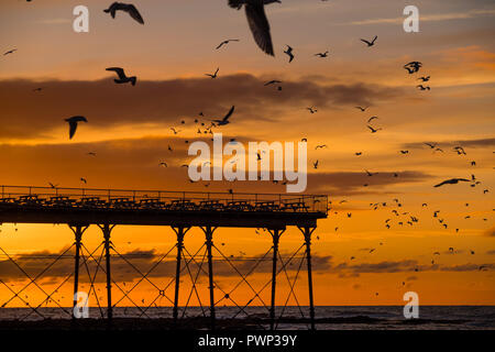 Aberystwyth, Wales, UK. 17 Okt, 2018. UK Wetter: Sonnenuntergang in Aberystwyth Aberystwyth Wales UK, Mittwoch, 17. Okt 2018. UK Wetter: Seaguls Jagd für Sprotten im Meer füllen den Himmel bei Sonnenuntergang in Aberystwyth an der Westküste von Wales Photo Credit: Keith Morris/Alamy leben Nachrichten Stockfoto