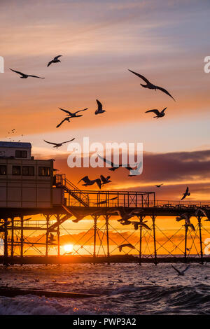 Aberystwyth, Wales, UK. 17 Okt, 2018. UK Wetter: Sonnenuntergang in Aberystwyth Aberystwyth Wales UK, Mittwoch, 17. Okt 2018. UK Wetter: Seaguls Jagd für Sprotten im Meer füllen den Himmel bei Sonnenuntergang in Aberystwyth an der Westküste von Wales Photo Credit: Keith Morris/Alamy leben Nachrichten Stockfoto