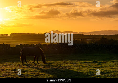 East Lothian, Schottland, Vereinigtes Königreich, 17. Oktober 2018. UK Wetter: ein sonniger Tag endet mit einem orangefarbenen Sonnenuntergang über der markanten Umriss des Arthur's Seat Hügel in Edinburgh und die Silhouette eines Pferdes Beweidung in einem Feld. Stockfoto