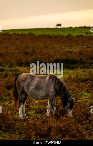 Gower Halbinsel, Swansea, Großbritannien. 17. Oktober 2018. Wetter. Ein Schleier von dünnen Wolken verdunkelt die untergehende Sonne wie Ponys auf der Suche nach grüneren Weiden auf Moorland genannt Cefn Bryn auf die Gower Halbinsel in der Nähe von Swansea, Wales, Credit: Gareth Llewelyn/Alamy Leben Nachrichten durchstreifen. Stockfoto