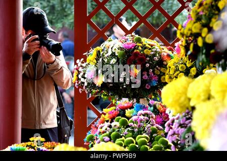 Kaifeng, China's Provinz Henan. 17 Okt, 2018. Ein Tourist nimmt Fotos der Chrysanthemen bei Longting Park in Kaifeng, China Provinz Henan, am Okt. 17, 2018. Credit: Li Ein/Xinhua/Alamy leben Nachrichten Stockfoto