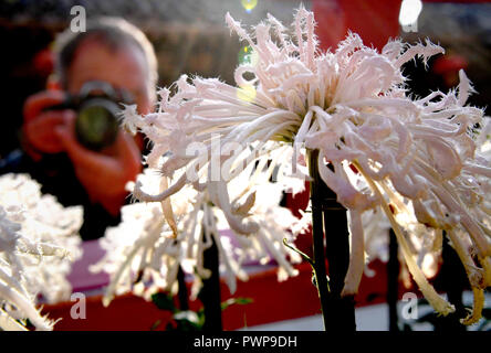 Kaifeng, China's Provinz Henan. 17 Okt, 2018. Ein Tourist nimmt Fotos der Chrysanthemen im Millennium City Park in Tianjin, Chinas Provinz Henan, am Okt. 17, 2018. Credit: Li Ein/Xinhua/Alamy leben Nachrichten Stockfoto