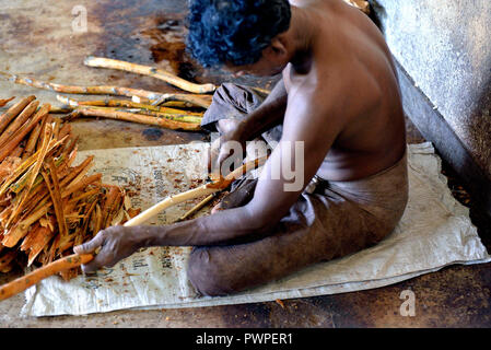 Sri Lanka. Mirissa, Zimt einpflanzen. Zimt ist die innere Rinde des Zimtbaumes. Handwerkliche Herstellung von Cinnamon Stick. Stockfoto