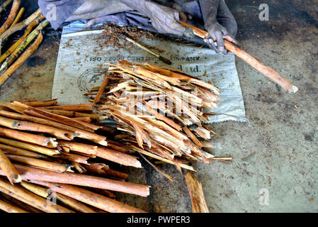 Sri Lanka. Mirissa, Zimt einpflanzen. Zimt ist die innere Rinde des Zimtbaumes. Handwerkliche Herstellung von Cinnamon Stick. Stockfoto