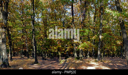 Blick in die Tiefe eines Laubwald, mit verdünntem Baumkronen im Herbst Farben und ein Spiel von Licht und Schatten Stockfoto