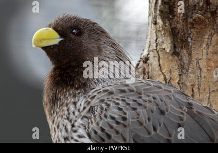 Western grau Wegerich Esser (Crinifer Piscator) Stockfoto