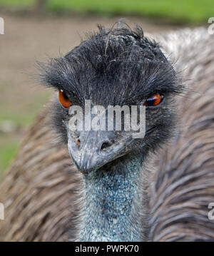 Emu (Dromaius Novaehollandiae) Stockfoto